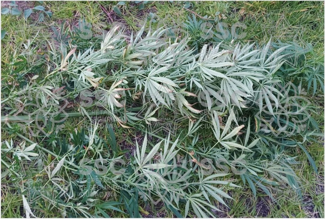 Encuentra la Policía Estatal planta de marihuana en terrenos de Santa Apolonia Teacalco